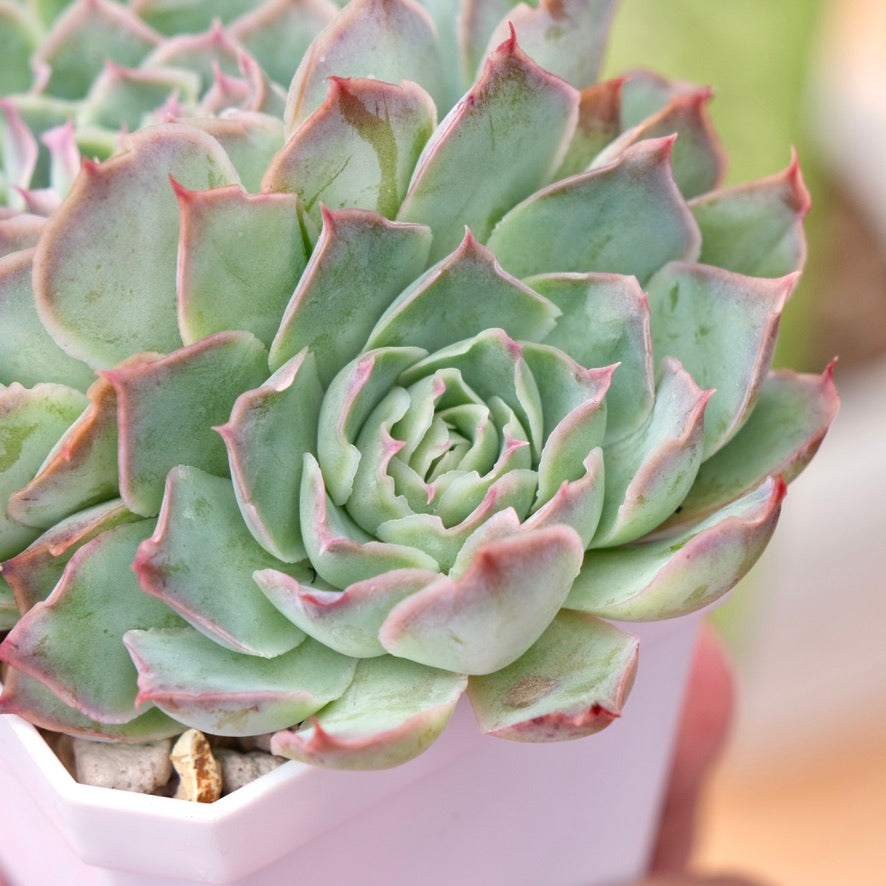 Echeveria Fire Flower Korean Succulent Plant Changhee hybrid