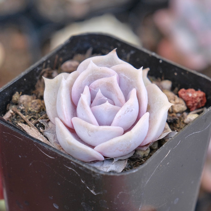 Echeveria Lilacina Succulent Plant – Succielife