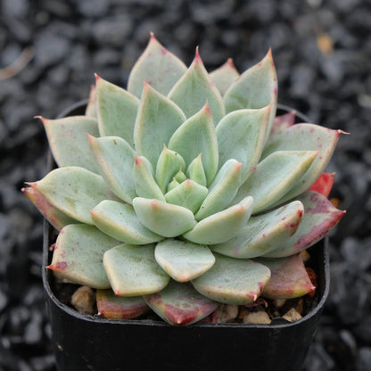 Echeveria Cherry Drop Changhee Hybrid Korean Succulent Plant