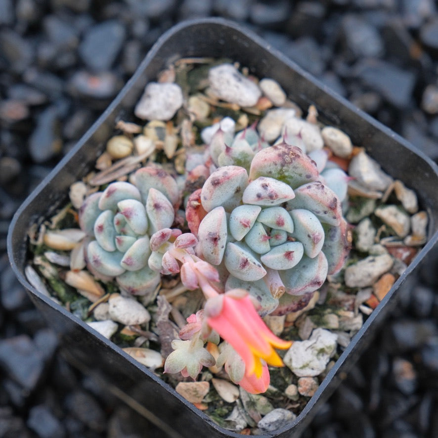 Echeveria Indigo Mini B Hwaga hybrid Korean Succulent Plant