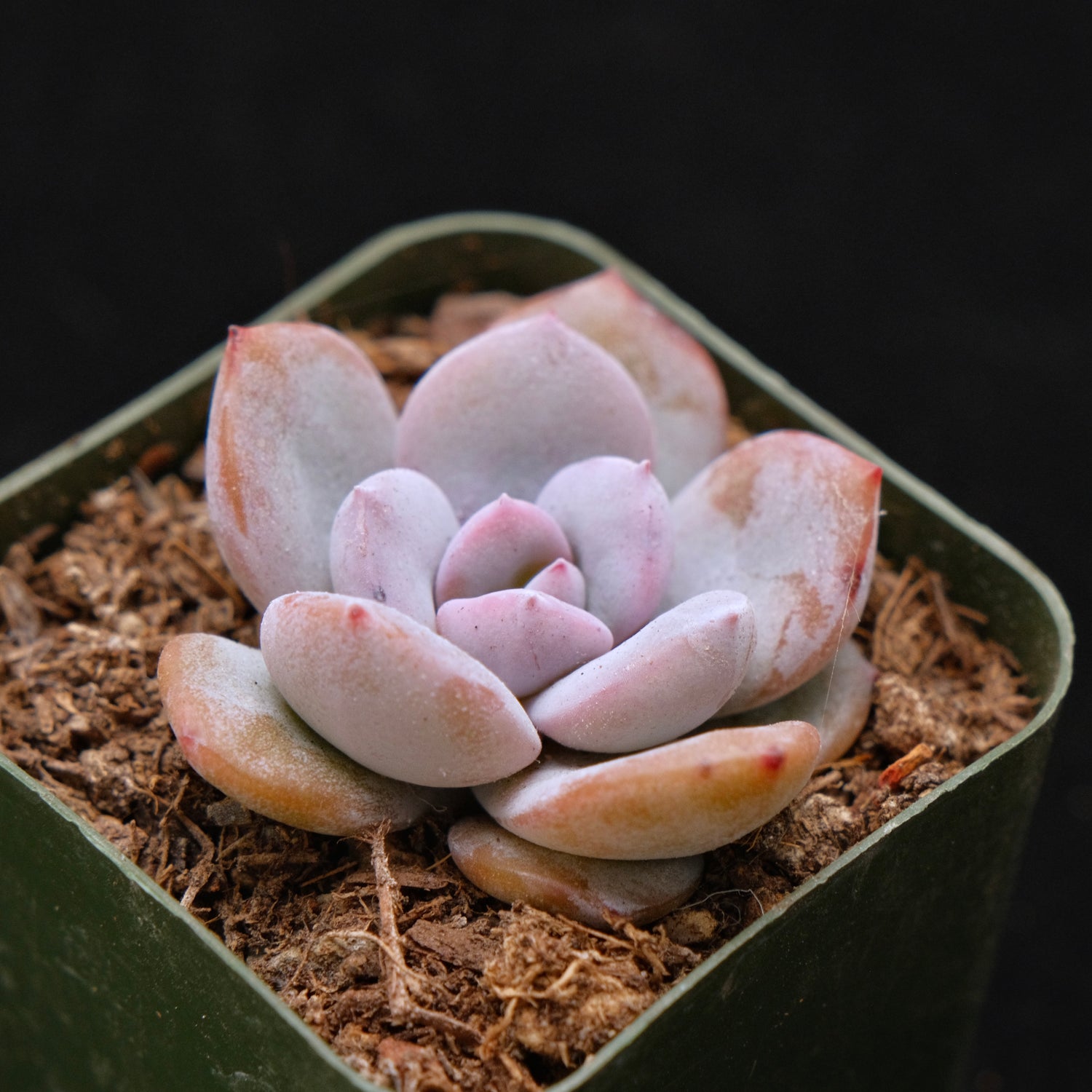 Echeveria Cream Tea hybrid Korean Succulent Plant