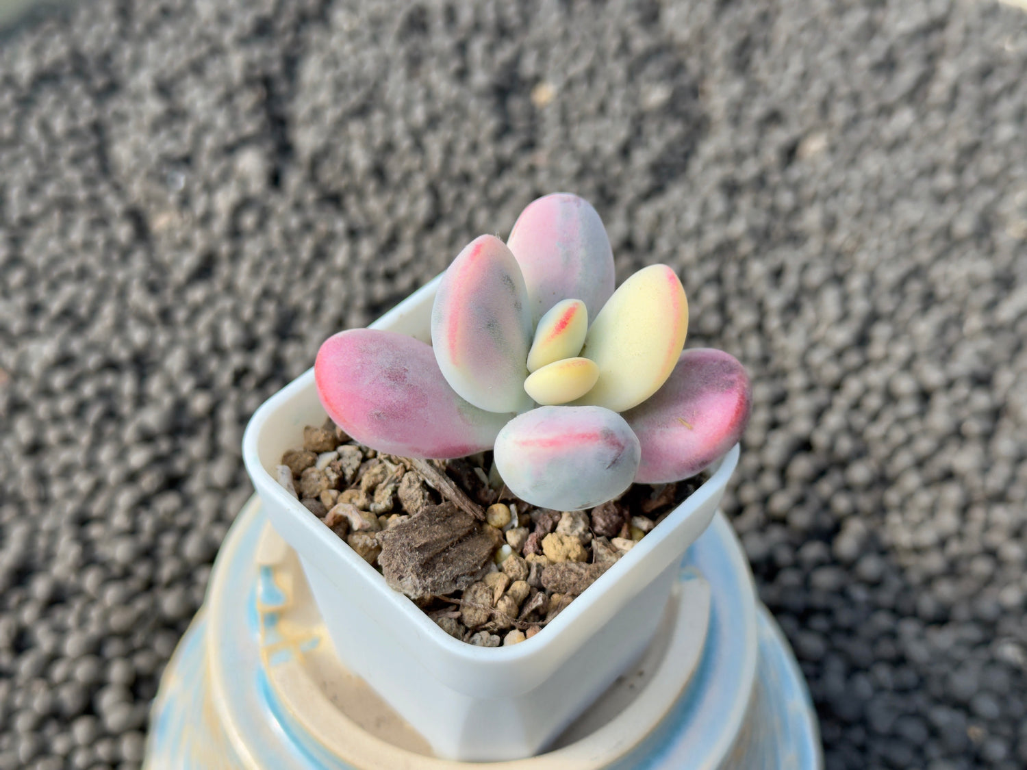 Variegated Cotyledon orbiculata Korean Succulent Plant