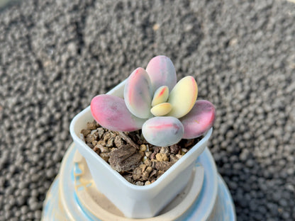 Variegated Cotyledon orbiculata Korean Succulent Plant