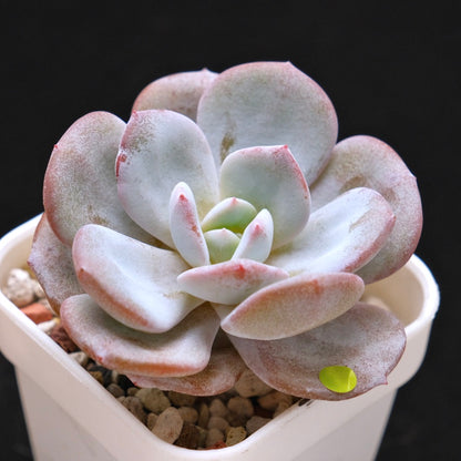 Echeveria Cream Tea hybrid Korean Succulent Plant