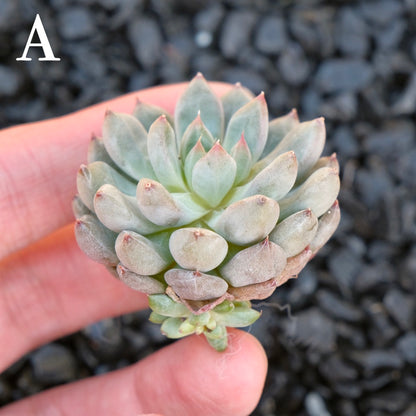 Echeveria Anthony Quinn A Korean Imported Succulent Plant