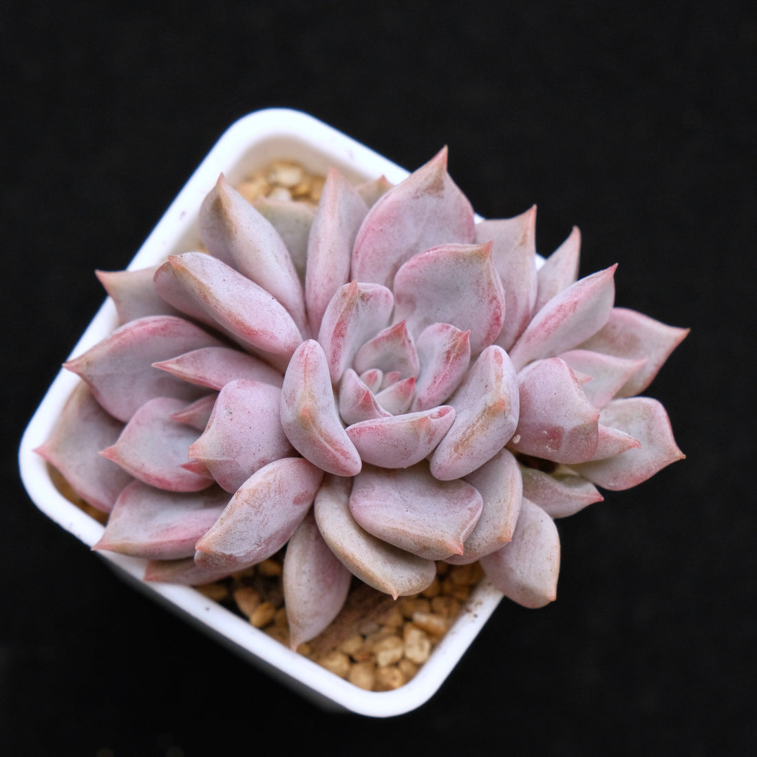 Echeveria Pastel Leon Korean Succulent Plant