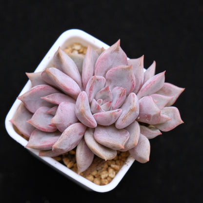 Echeveria Pastel Leon Korean Succulent Plant