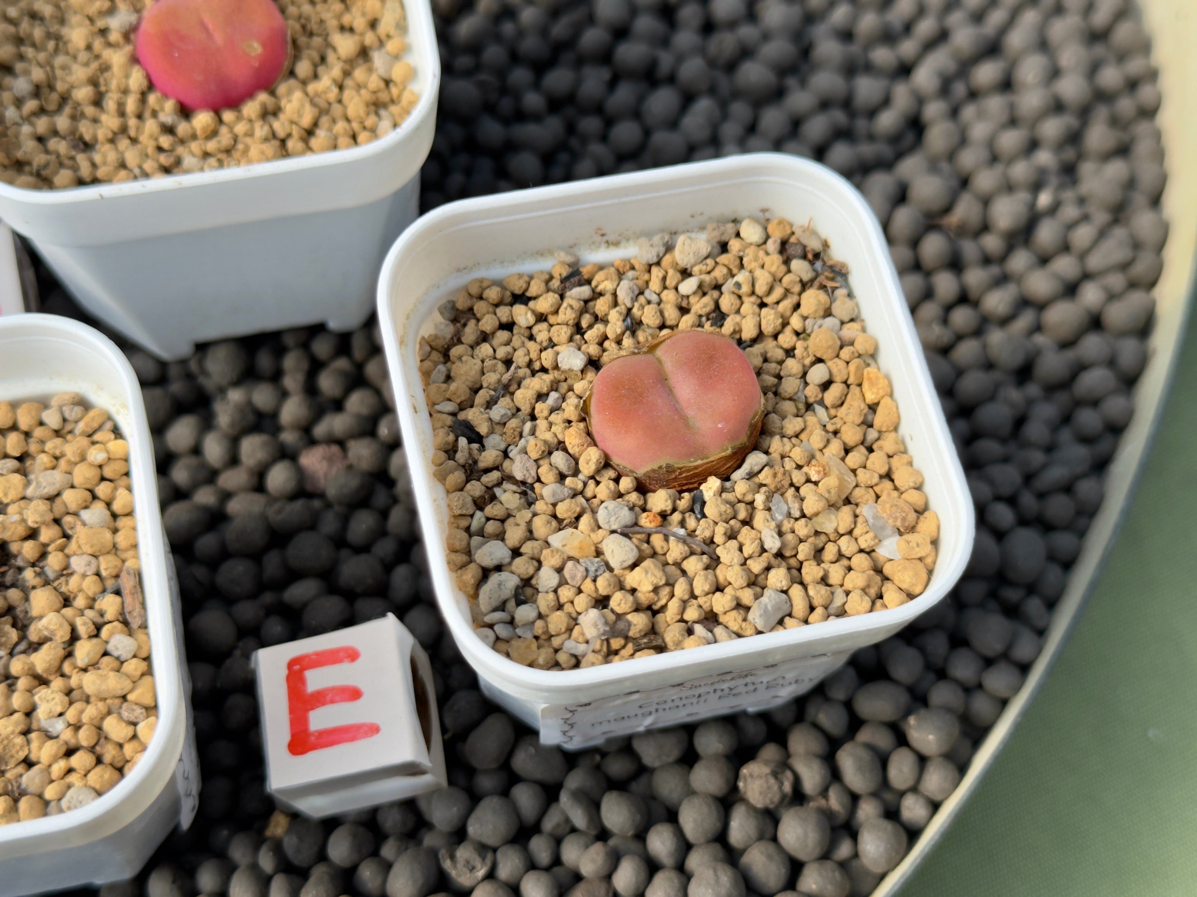 Conophytum maughanii &