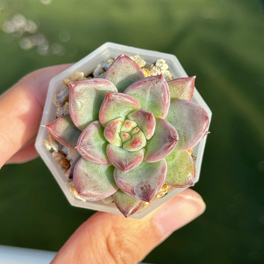 Echeveria Peña Korean Succulent Plant