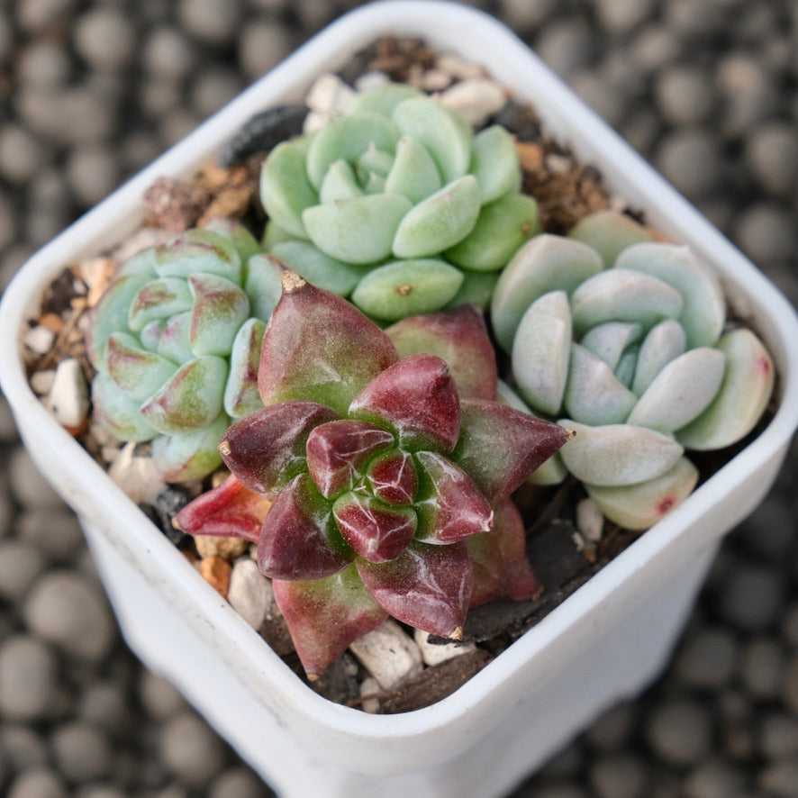 Mixed Baby Pot Korean Succulent Plant