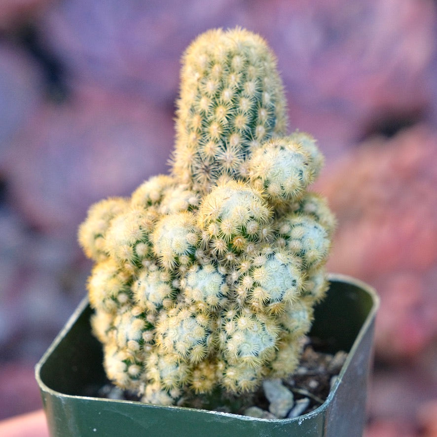 Mammillaria sp Succulent Plant