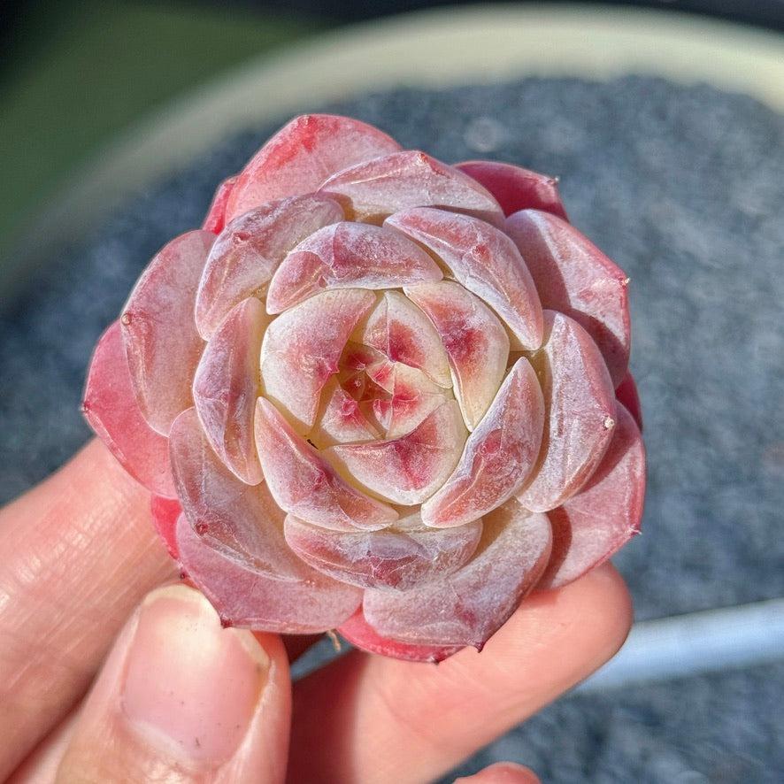 Echeveria Rosé Succulent Plant E