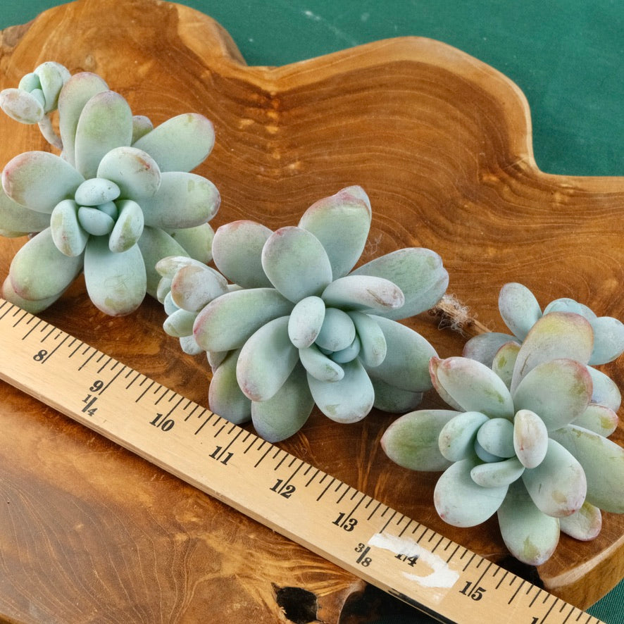 Big Jeronimoa Cuicatecana Korean Succulent Plant