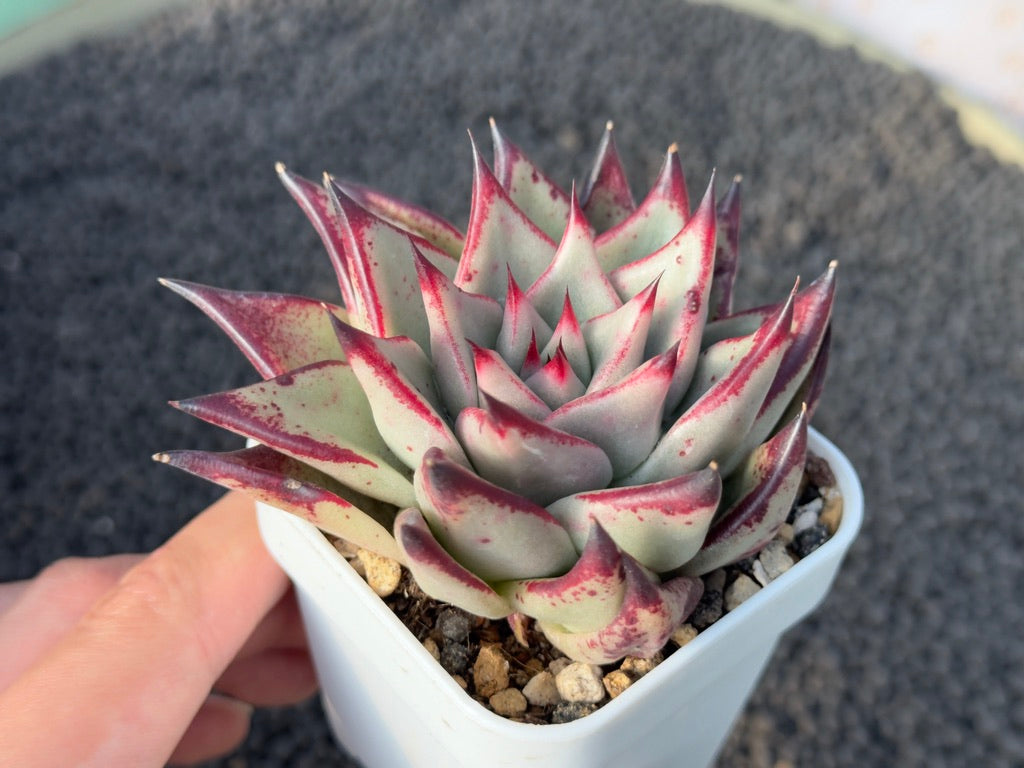 Echeveria Redkus Korean Succulent Plant