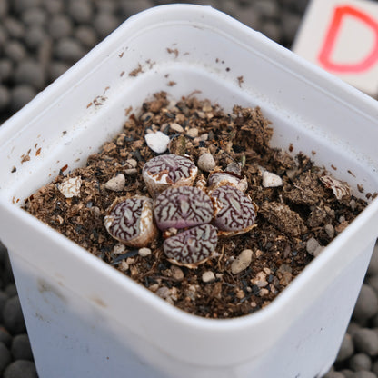 Conophytum minimum wittebergense Imported Succulent Plant