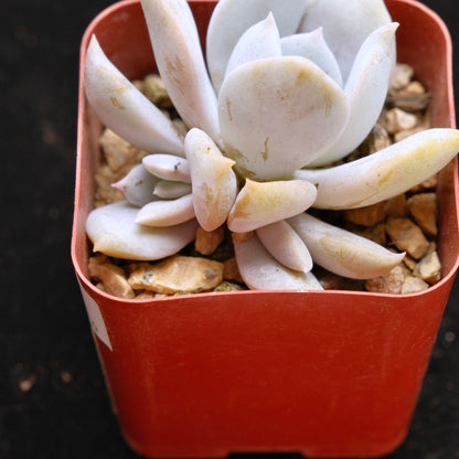 Echeveria laui hybrid Korean Succulent Plant