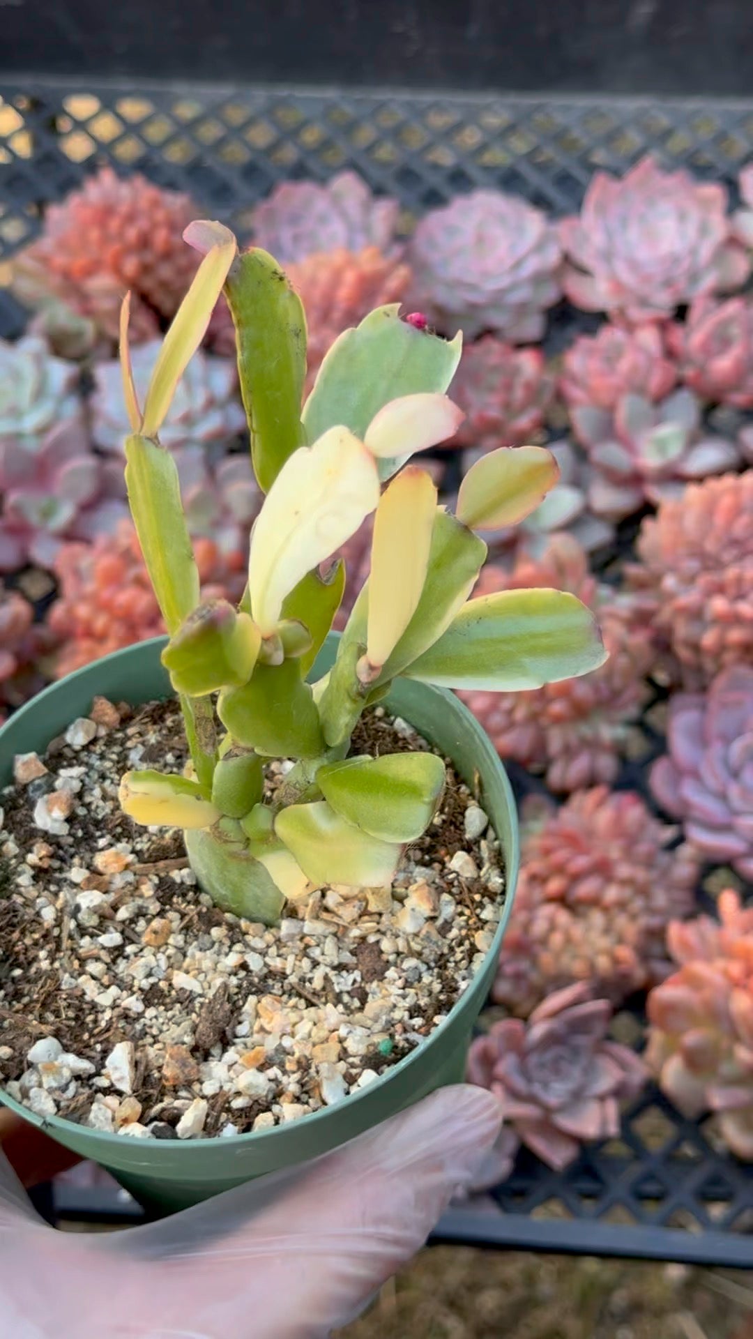 Variegated Christmas Cactus Succulent Plant
