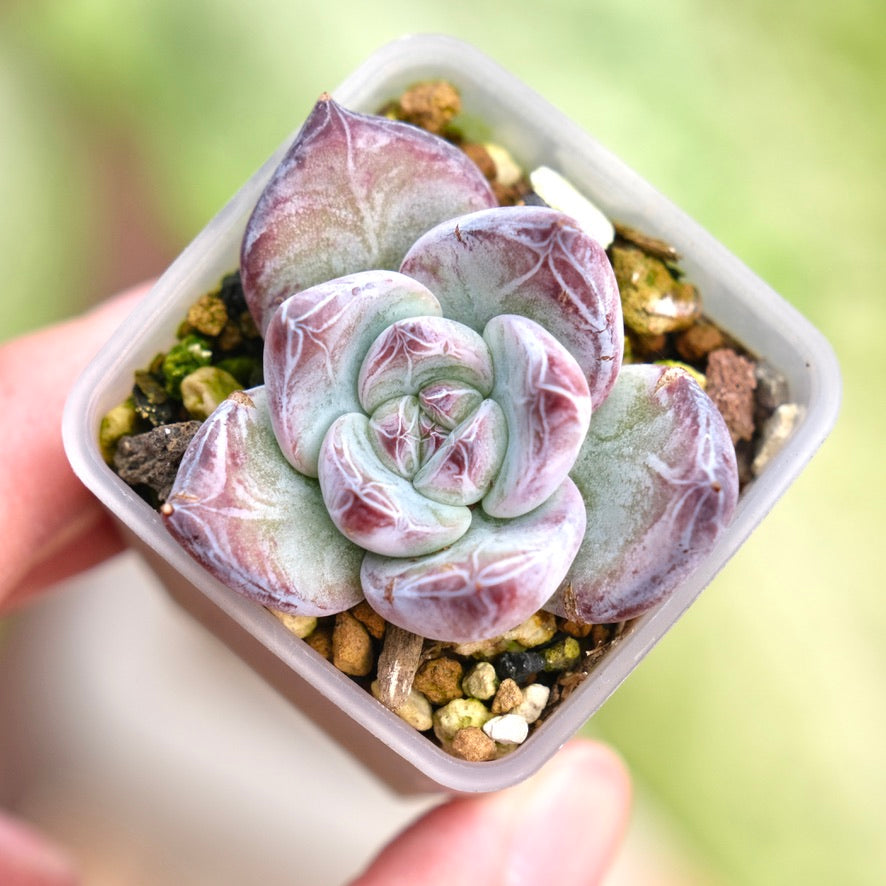Echeveria Black Sabbath Korean Succulent Plant