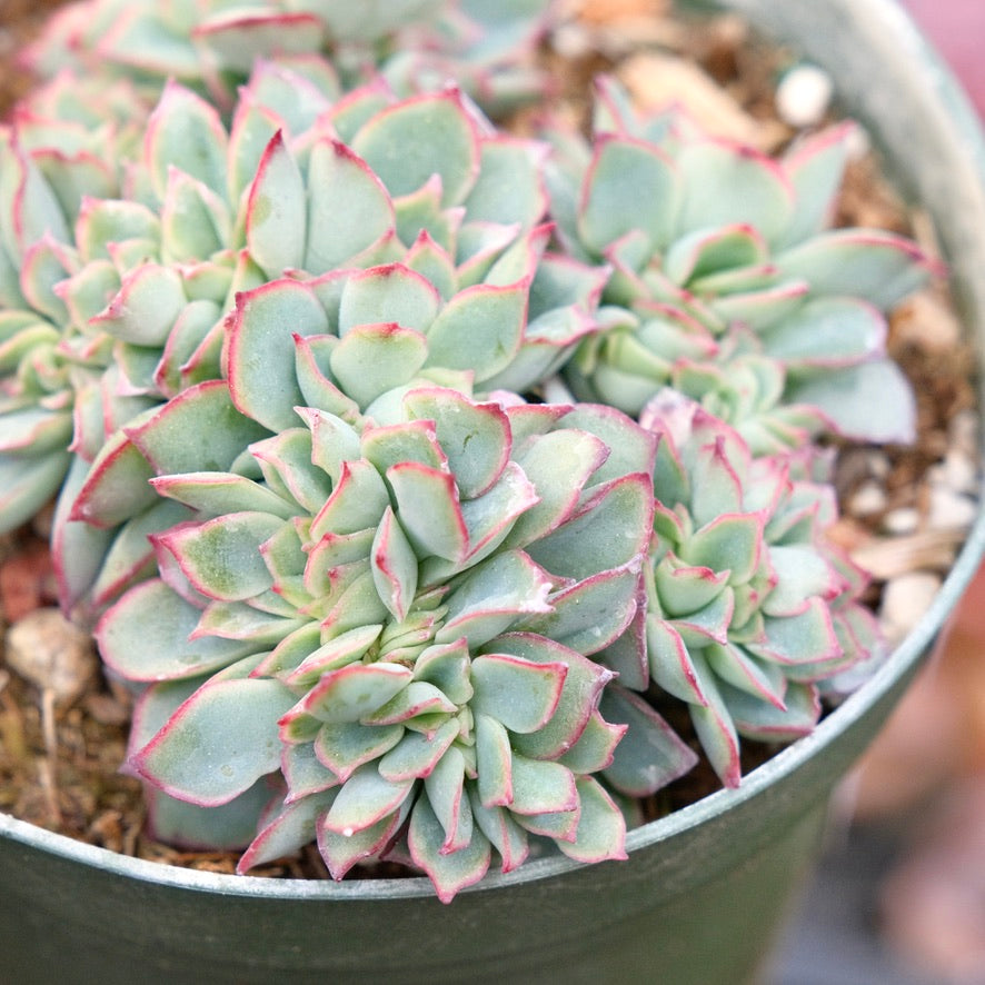 Crested Echeveria Esther Succulent Plant