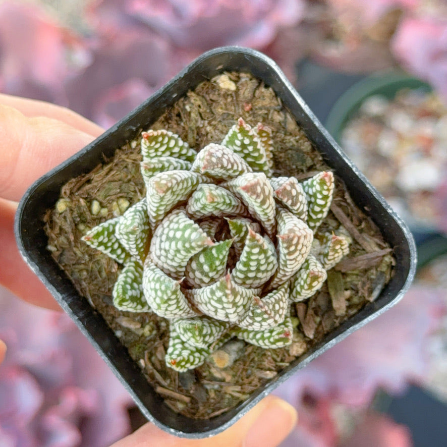 Haworthia Royal Albert Succulent Plant