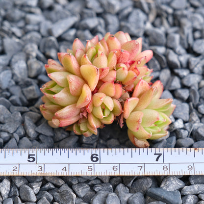 Echeveria Red Wine Peach Imported Succulent Plant