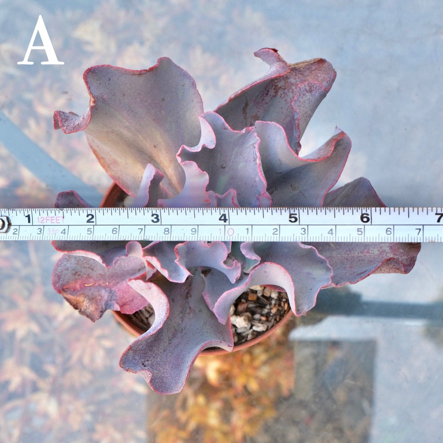 Variegated Echeveria Fury - Rare hybrid - A