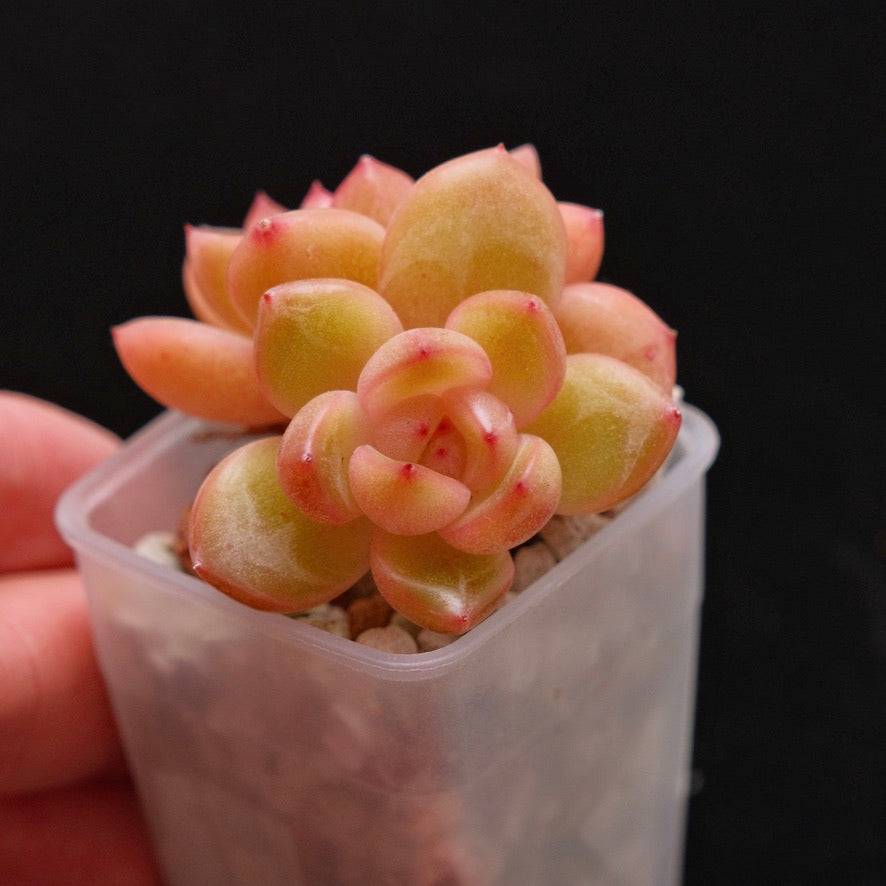 Echeveria Philon Korean Succulent Plant *New*