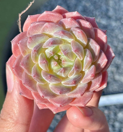 Echeveria Rosé Succulent Plant G