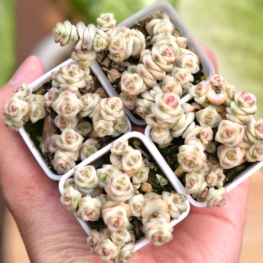 Variegated Crassula Fantasy Korean Succulent Plant
