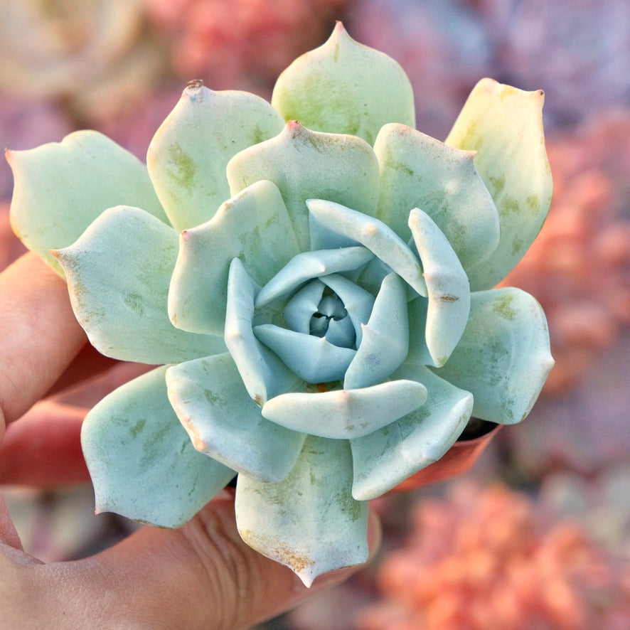 Monstrose Echeveria sp Succulent Plant