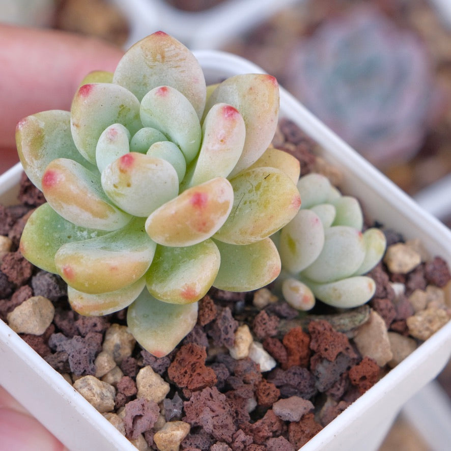 sedum clavatum succulent Sedum clavatum Succulent Plant – Succielife