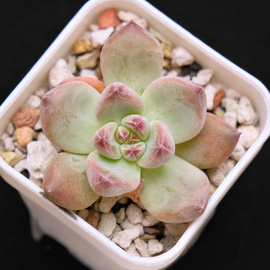Chubby Echeveria Shakino hybrid Korean Succulent Plant