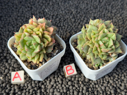 Echeveria Tesla Imported Succulent Plant