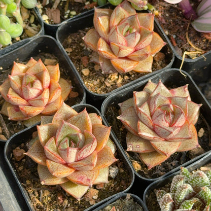 Echeveria Dionysus Succulent Plant