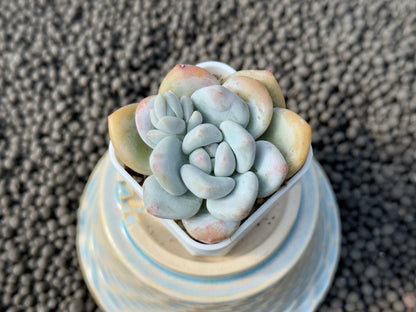 Graptoveria Snow Anna Imported Succulent Plant