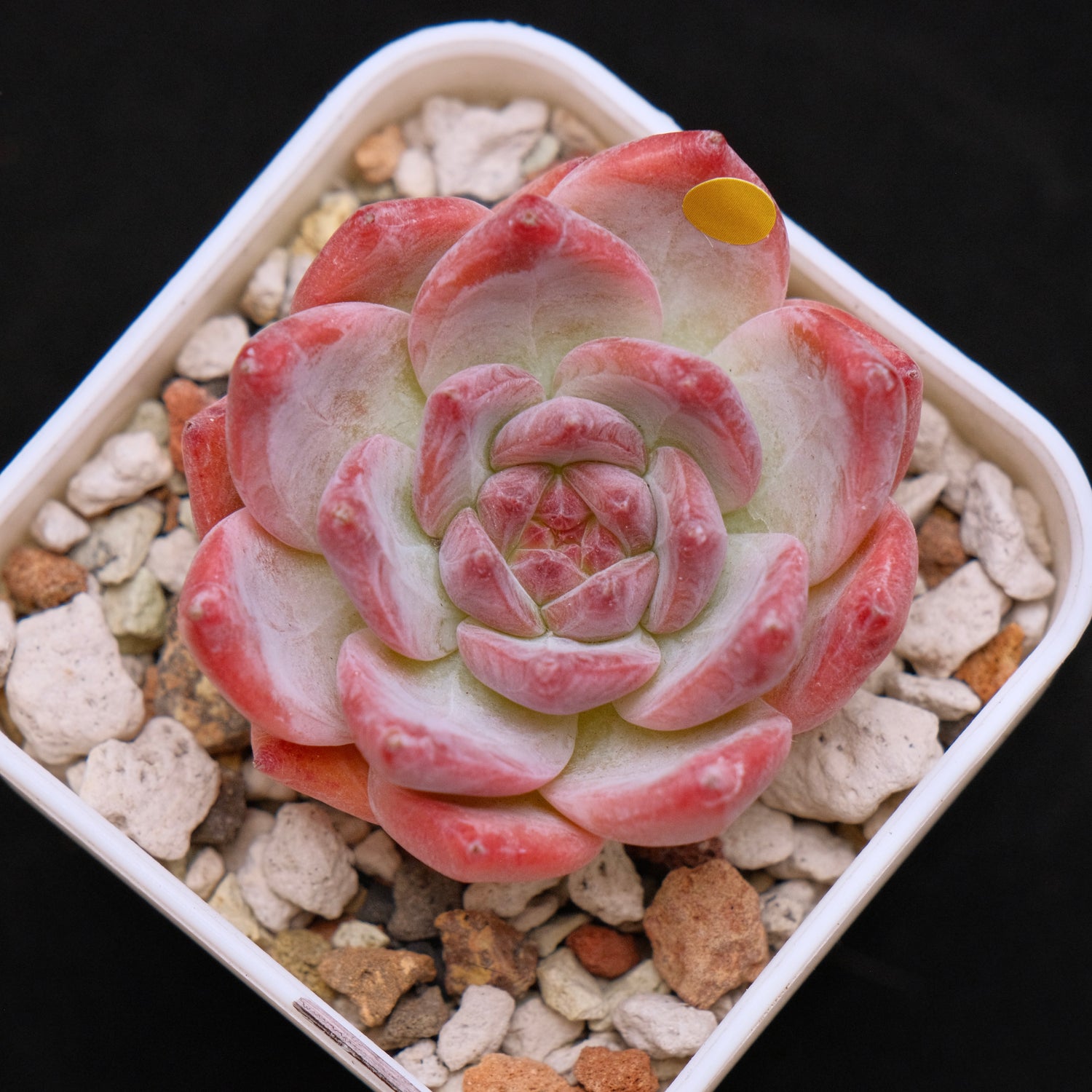 Echeveria colorata cultivar Korean Succulent Plant
