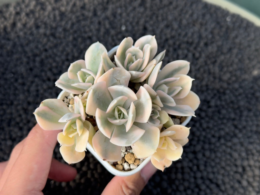 Variegated Echeveria Runyonii Succulent Plant
