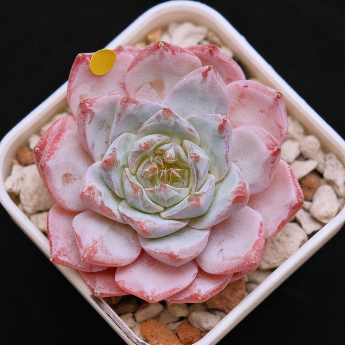 Echeveria Blue Bird Korean Succulent Plant