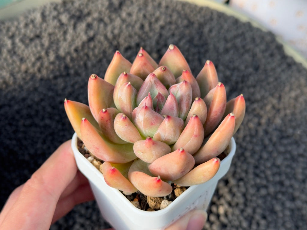 Echeveria Pena Korean Succulent Plant