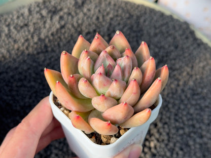 Echeveria Pena Korean Succulent Plant
