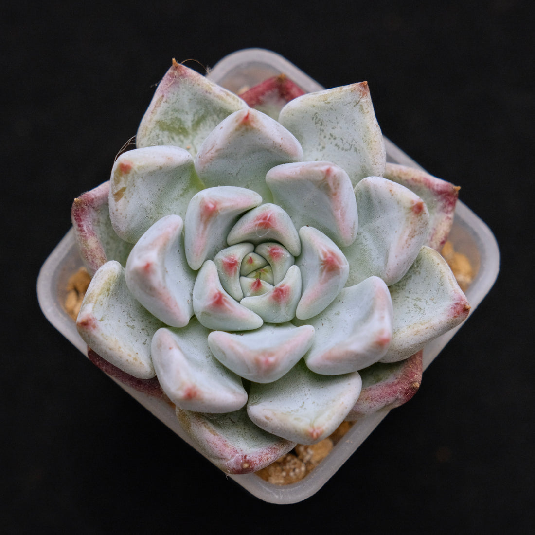Echeveria Sato Korean Succulent Plant Rare Changhee hybrid