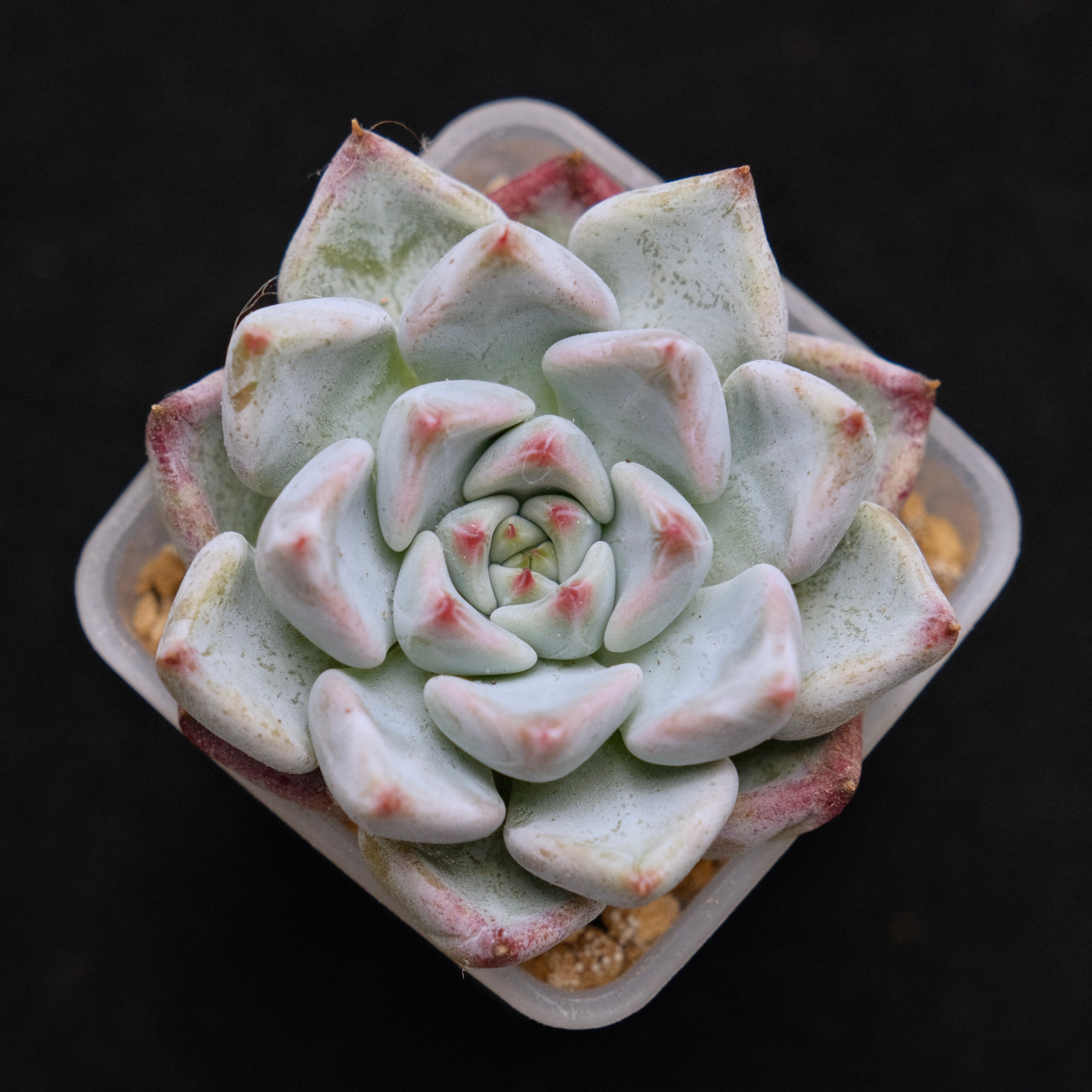 Echeveria Sato Korean Succulent Plant Rare Changhee hybrid