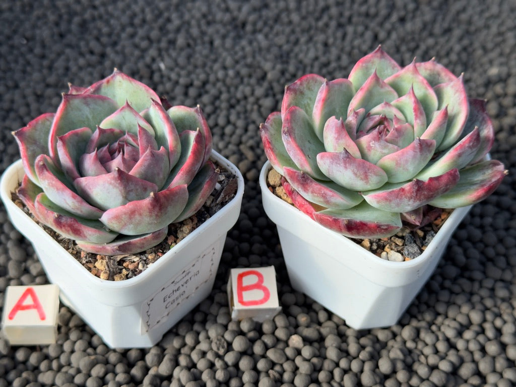 Variegated Echeveria Casio Imported Succulent Plant