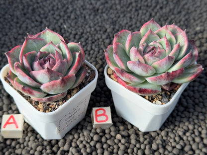 Variegated Echeveria Casio Imported Succulent Plant