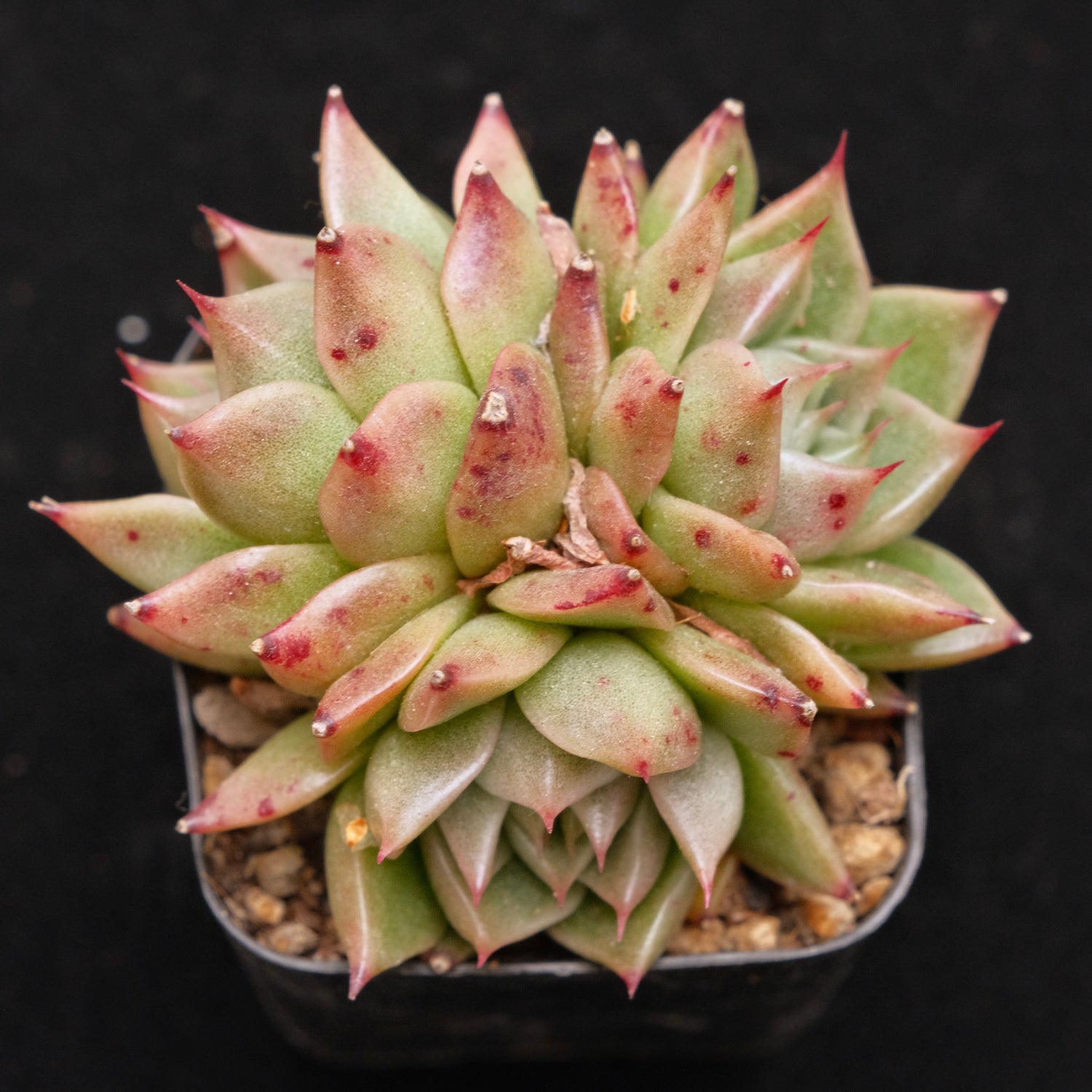 Echeveria Super Lina Korean Succulent Plant