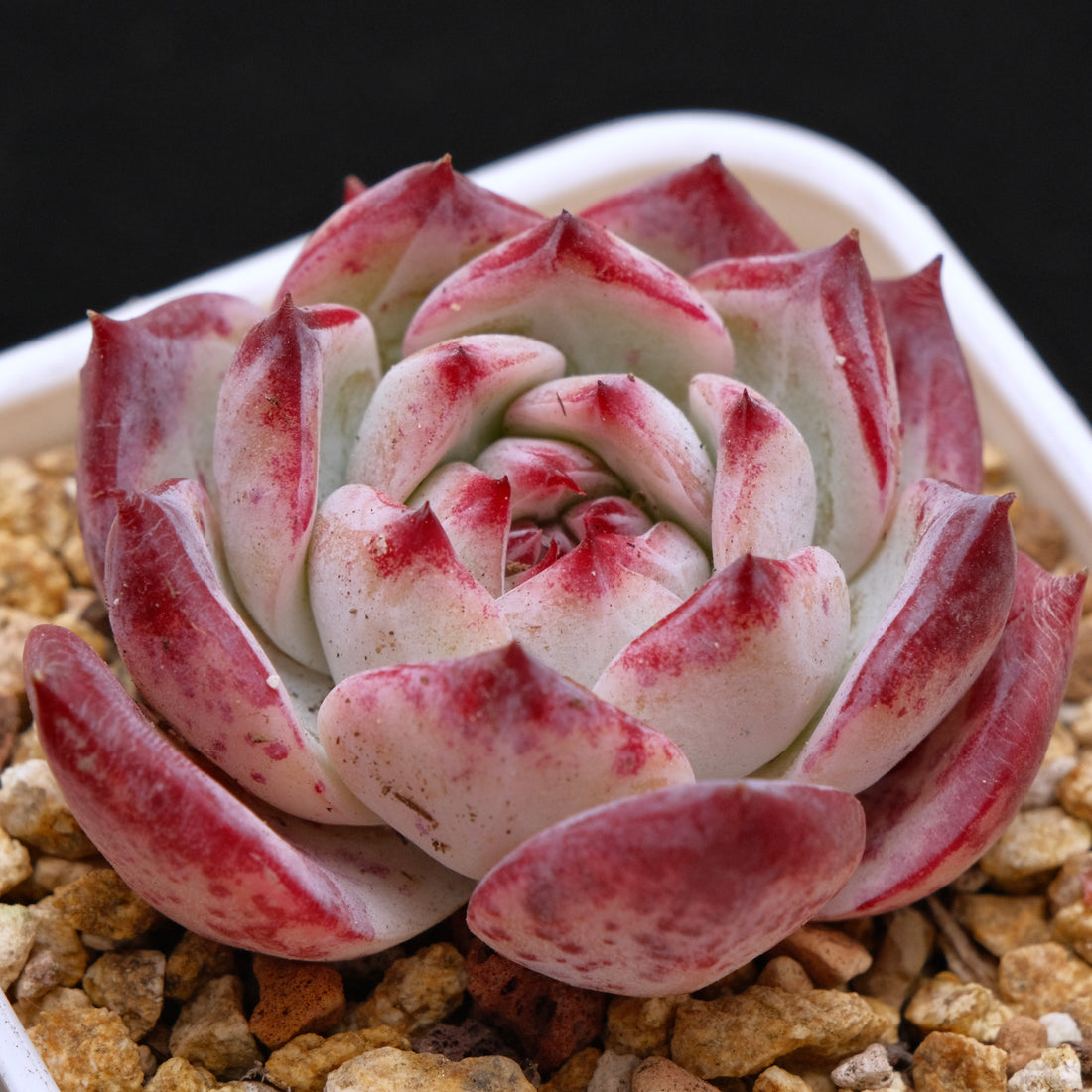 Echeveria Colorabin Korean Succulent Plant