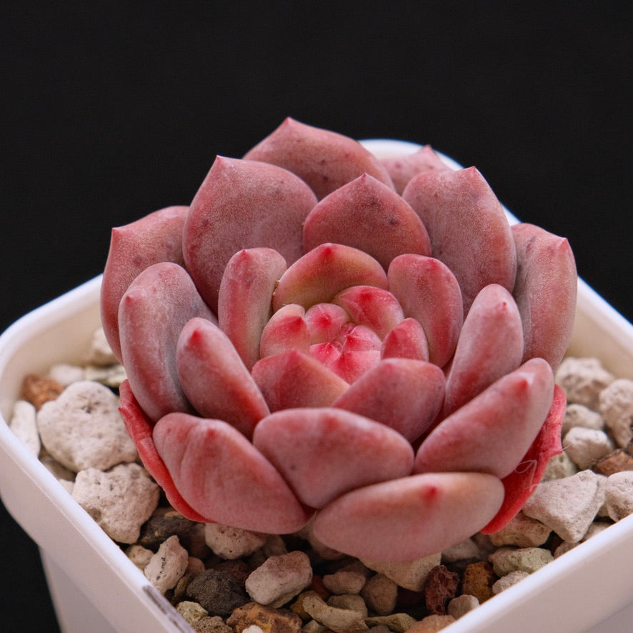 Echeveria Ariel Korean Succulent Plant