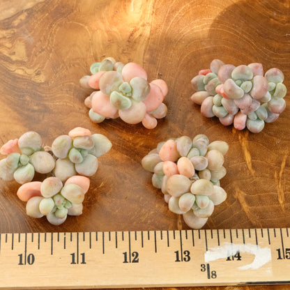 Graptosedum Cade Korean Succulent Plant Mam and Sister hybrid