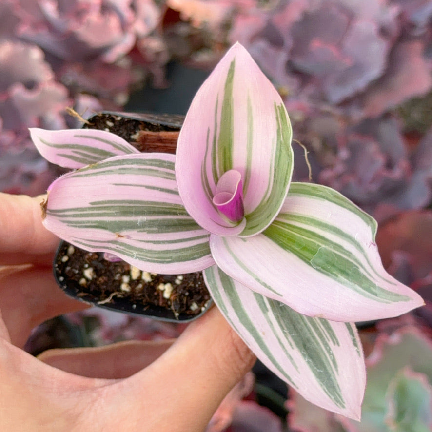 Tradescantia Nanouk Succulent Plant