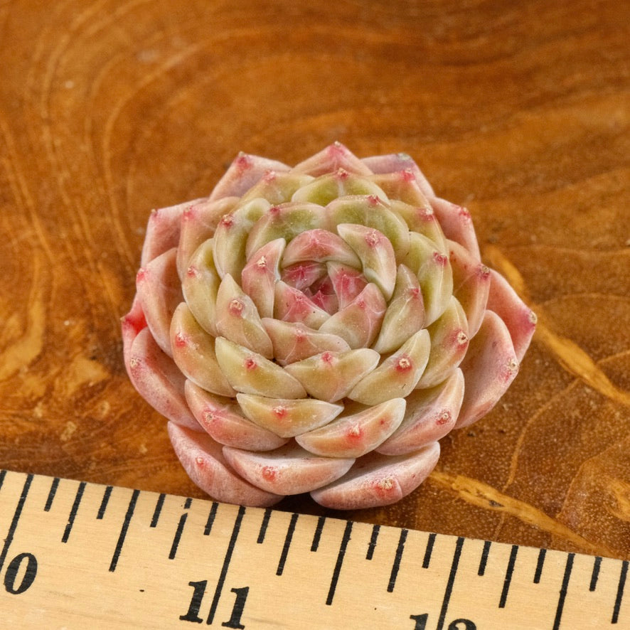 Echeveria Jelly hybrid Imported Succulent Plant